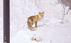 Bitlis'te tilkiler yiyecek ararken dronla görüntülendi