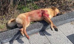 Bodrum'da 2 köpeğin öldürülmesi olayında şüpheli tutuklandı