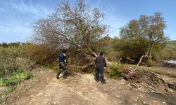 Bodrum'da fırtına etkili oldu ağaçlar devrildi, tekne karaya oturdu