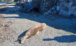 Bodrum'da kıyıda uyuyan fok ilgi odağı oldu