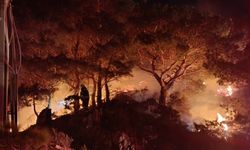 Bodrum'da ormanda çıkan yangın söndürüldü