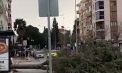 Çanakkale'de fırtınada ağaçlar devrildi, balkon duvarı yıkıldı