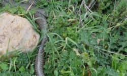 Çanakkale'de yaklaşık 2 metrelik yılan cep telefonu kamerasıyla görüntülendi