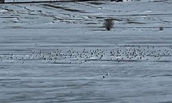 Çıldır Gölü'ne martılar erken geldi, buzla karşılaştı