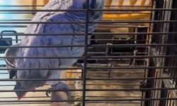 DKMP, CİTES kapsamındaki 3 hayvana el koydu