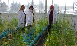 Eksi 21 derece kışa dayanıklı tohum çeşitleri geliştiriyorlar