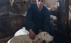 Erzurum'da çift başlı buzağı dünyaya geldi