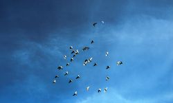 'Evladım' dediği güvercinini bulup getirene 75 bin TL ödül verecek