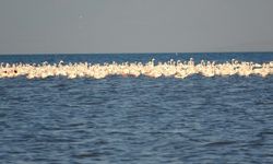 Flamingoların konaklandığı Van Gölü'nde geri çekilme ile birlikte adacıklar oluştu