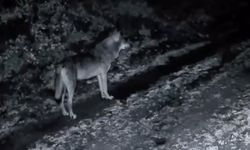 Ganos Dağı'ndaki yaban hayatı fotokapana yansıdı