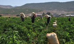 Gaziantep'ten 60 ülkeye, 5 milyon dolarlık pul biber ihracatı