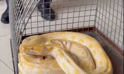 Gösteride kullanılan yılana el konuldu