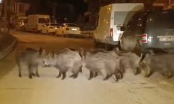 Hatay'da yaban domuzu sürüsü yerleşim yerine indi