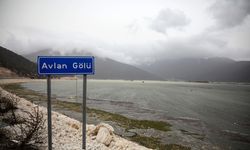 Hayvanların otladığı Avlan Gölü'nde su sevinci