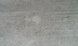 Hayvanların otladığı Avlan Gölü'nde su sevinci/Ek fotoğraflar