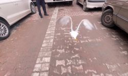 İstanbul- Avcılar'da mahsur kalan martıyı itfaiye kurtardı