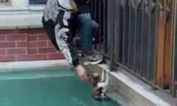 İstanbul - Gaziosmanpaşa'da süs havuzunda mahsur kalan kedi kurtarıldı