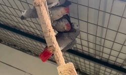 İstanbul- İstanbul Havalimanı'nda 2 yolcunun bagajından 20 Afrika papağını çıktı