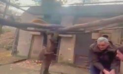 İstanbul- Kadıköy'de iş yerinden kaçıp çatılarda dolaşan makak maymunu koruma altına alındı