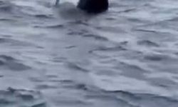 İstanbul - Karaköy'de yolcu vapuru tekneye çarptı; balıkçı denize düştü