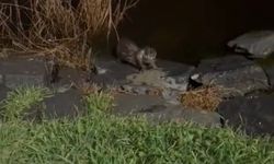 İstanbul- Küçükçekmece'de su samuru balık yerken görüntülendi