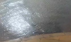 İzmir'de kuvvetli rüzgarda park halindeki otomobilin üzerine ağaç devirdi