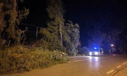 İzmir'de kuvvetli rüzgarda park halindeki otomobilin üzerine ağaç devrildi (4)