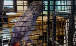 Kaçak yollarla getirilen egzotik hayvanlar muhafazaya alındı