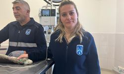 Kamyonete bağlanarak sürüklenen köpek kurtarıldı (2)