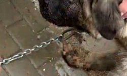 Kamyonete bağlanarak sürüklenen köpek kurtarıldı