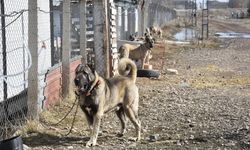 Kangal köpeği çiftliği su altında kaldı