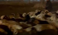 Kayseri'de su baskını riskine karşı 200 hayvan tahliye edildi