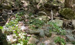 Kaz Dağları'nda yeni bir böcek türü keşfedildi