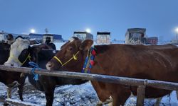 Kış şartları, Türkiye'nin en büyük hayvan pazarını olumsuz etkiledi