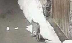 Köyde kedi avlayan vaşak kamerada