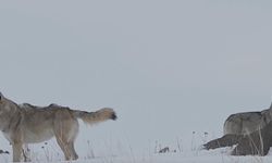 Köye inen kurtlar dronla görüntülendi