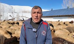 Köyüne döndü; 100 koyunu 4 yılda 680'e çıkardı