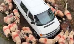 Koyunlar minibüsün etrafında dakikalarca döndü