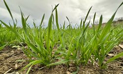 Kurak geçen 2 yılın ardından Edirneli üreticinin yüzü, son yağışlarla güldü