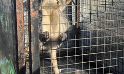 Kuşadası'nda ruhsatsız silah ve maymun ele geçirildi