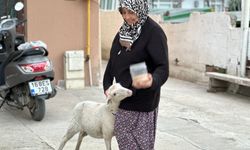 Kuzu 'Çorap', yanından ayrılmadığı sahibi ile pide sırasına giriyor