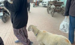 Kuzu 'Çorap', yanından ayrılmadığı sahibi ile pide sırasına giriyor/Ek fotoğraflar