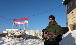 Moskova'da eksi 25 derecede çil keklikleri görüntüledi