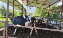 Muğla'da 11 mahalle şap hastalığı nedeniyle karantinaya alındı