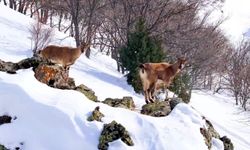Munzur Dağları'nda sürü halindeki dağ keçileri dronla görüntülendi