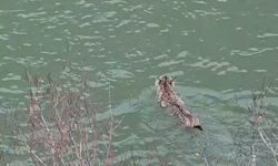 Nesli tehlike altında olan vaşak, çaydan geçerken görüntülendi