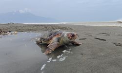 Nesli tehlike altındaki yeşil deniz kaplumbağası sahilde ölü bulundu