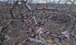 Nevşehir'de şubat ayında badem ağacı çiçek açtı