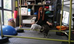 Obez ikiz köpekler, spor ve pilatesle zayıflıyor