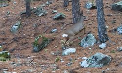 Ormanda dolaşan karaca fotokapanla görüntülendi